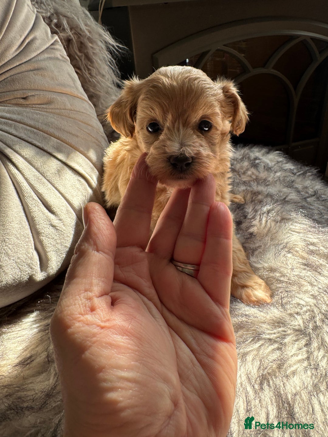Maltipoo dogs for sale: TEDDY BEAR MALTIPOO PUPPIES  - Image 9