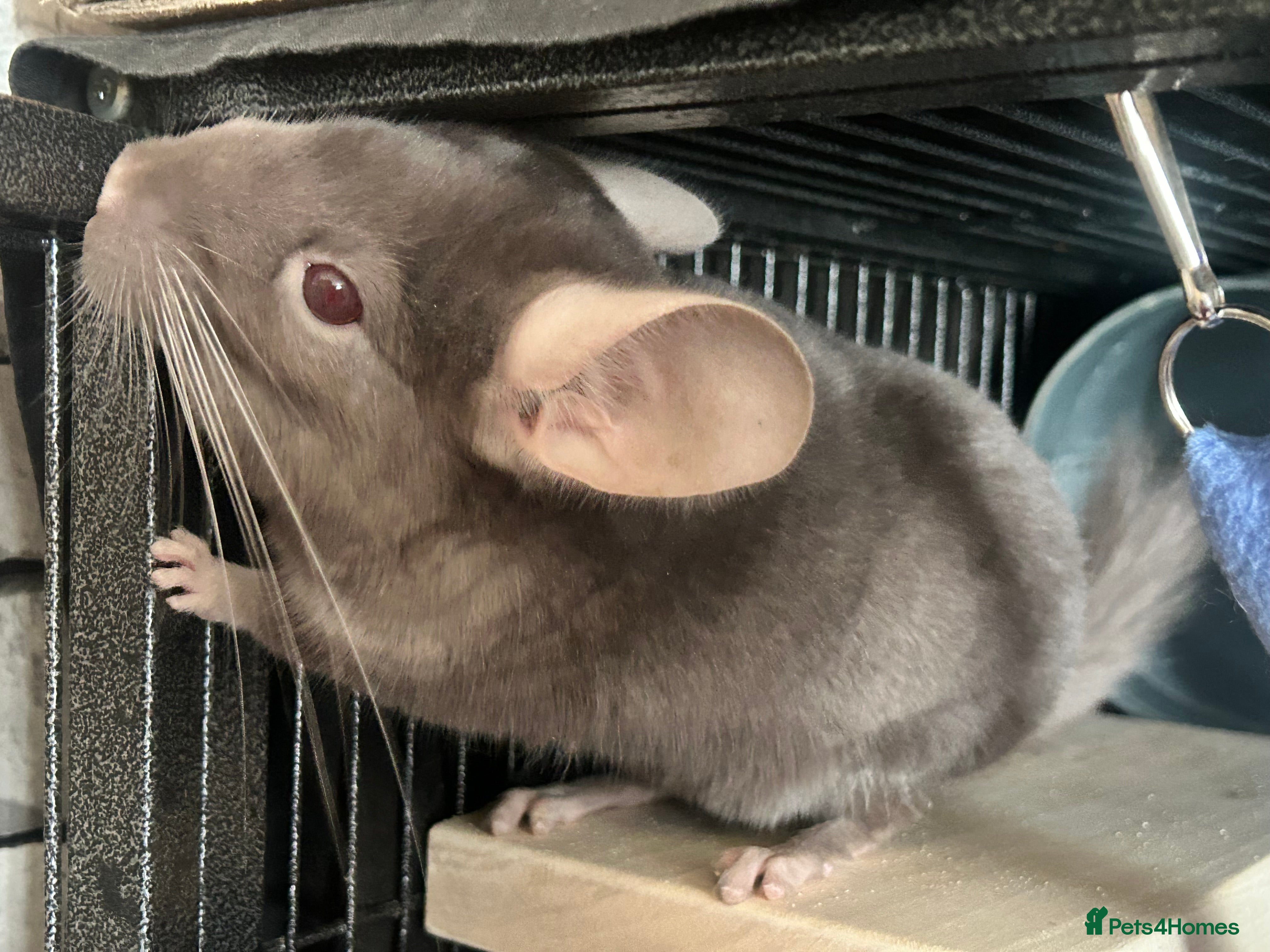 Chinchilla rodents Female young chinchilla - Advert 10