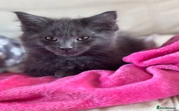 Ragcoon cats for sale: Beautiful Maine Coon x Ragdoll Kittens  Available - Image 2