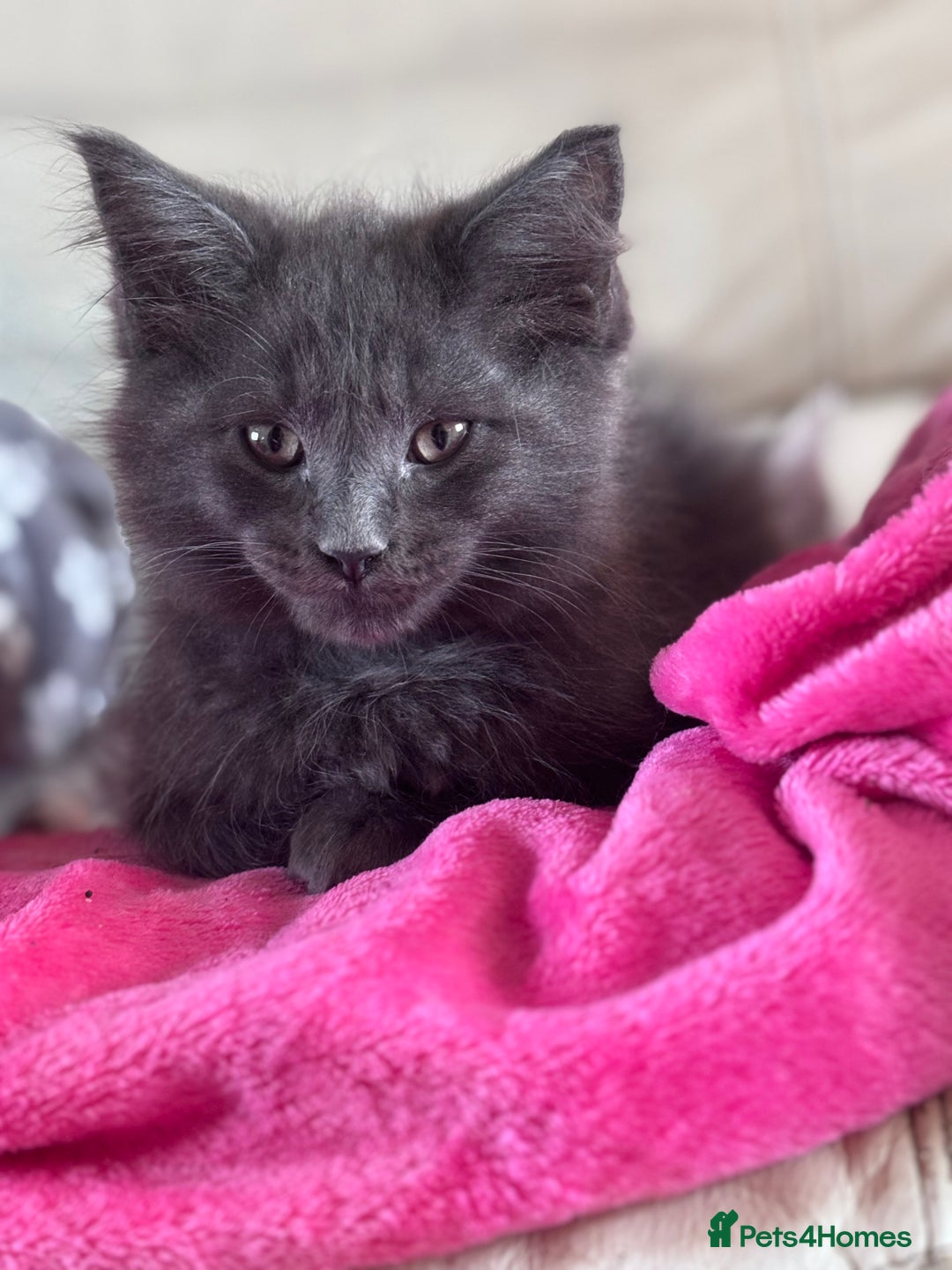 Ragcoon cats for sale: Beautiful Maine Coon x Ragdoll Kittens  Available - Image 2