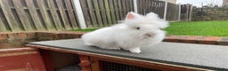 Lionhead rabbits for sale: White Lionhead female rabbit - Advert 4