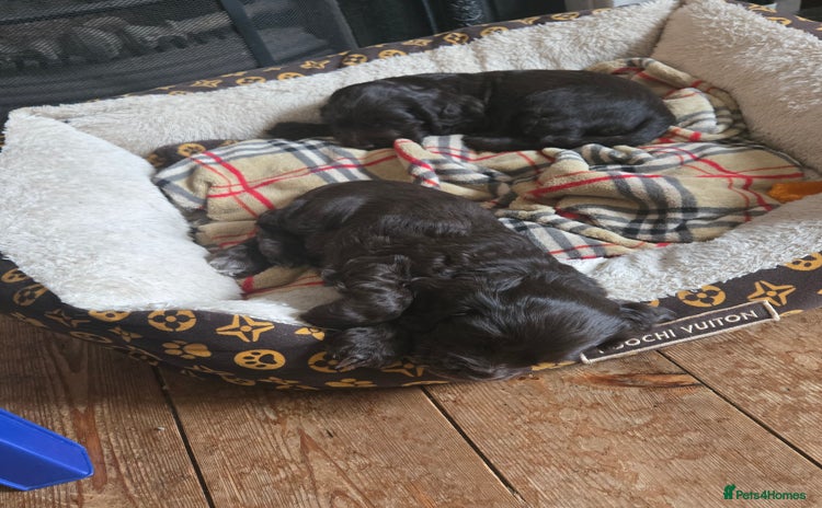 Cocker Spaniel dogs - Advert 2