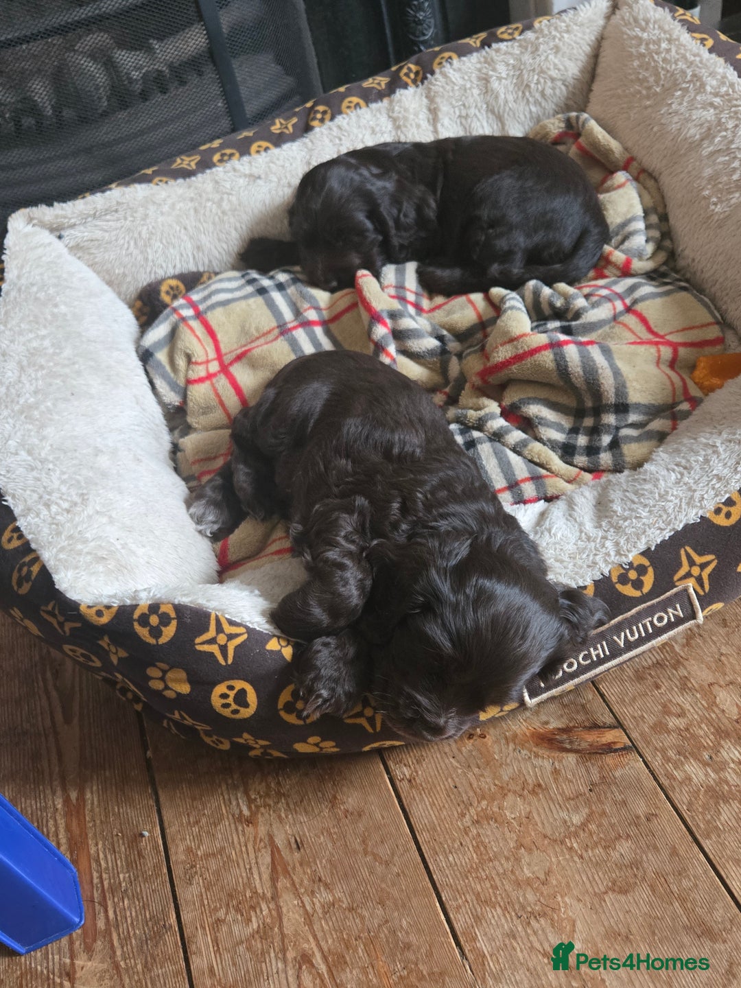 Cocker Spaniel dogs for sale: Cocker Spaniel Show type Chocolate Puppies  - Image 1