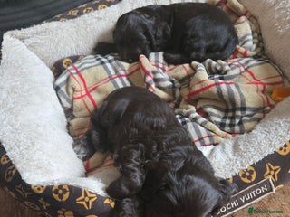 Cocker Spaniel dogs - Advert 3