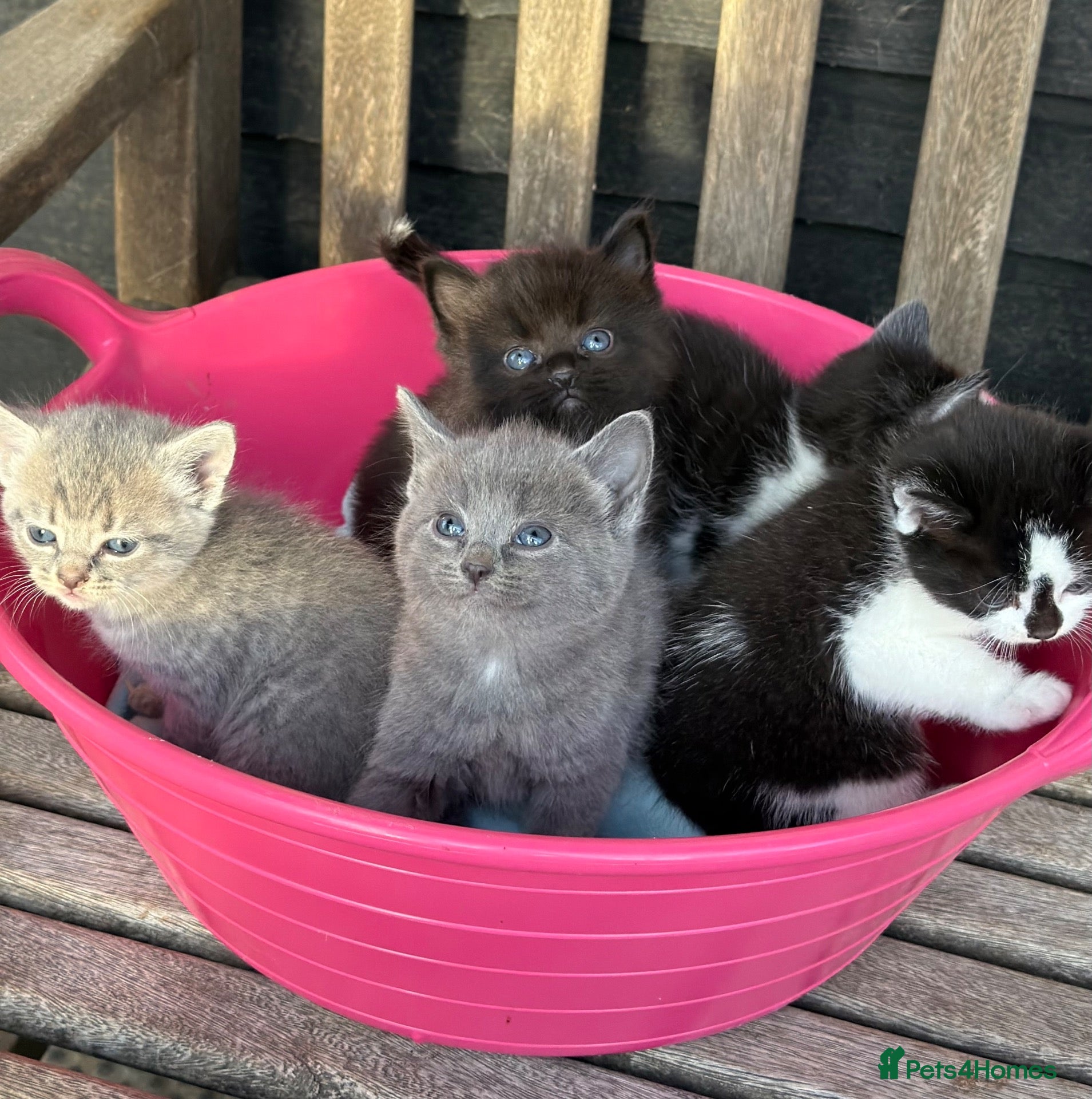 Mixed Breed cats 5 Gorgeous, Super-Friendly Kittens - Advert 2