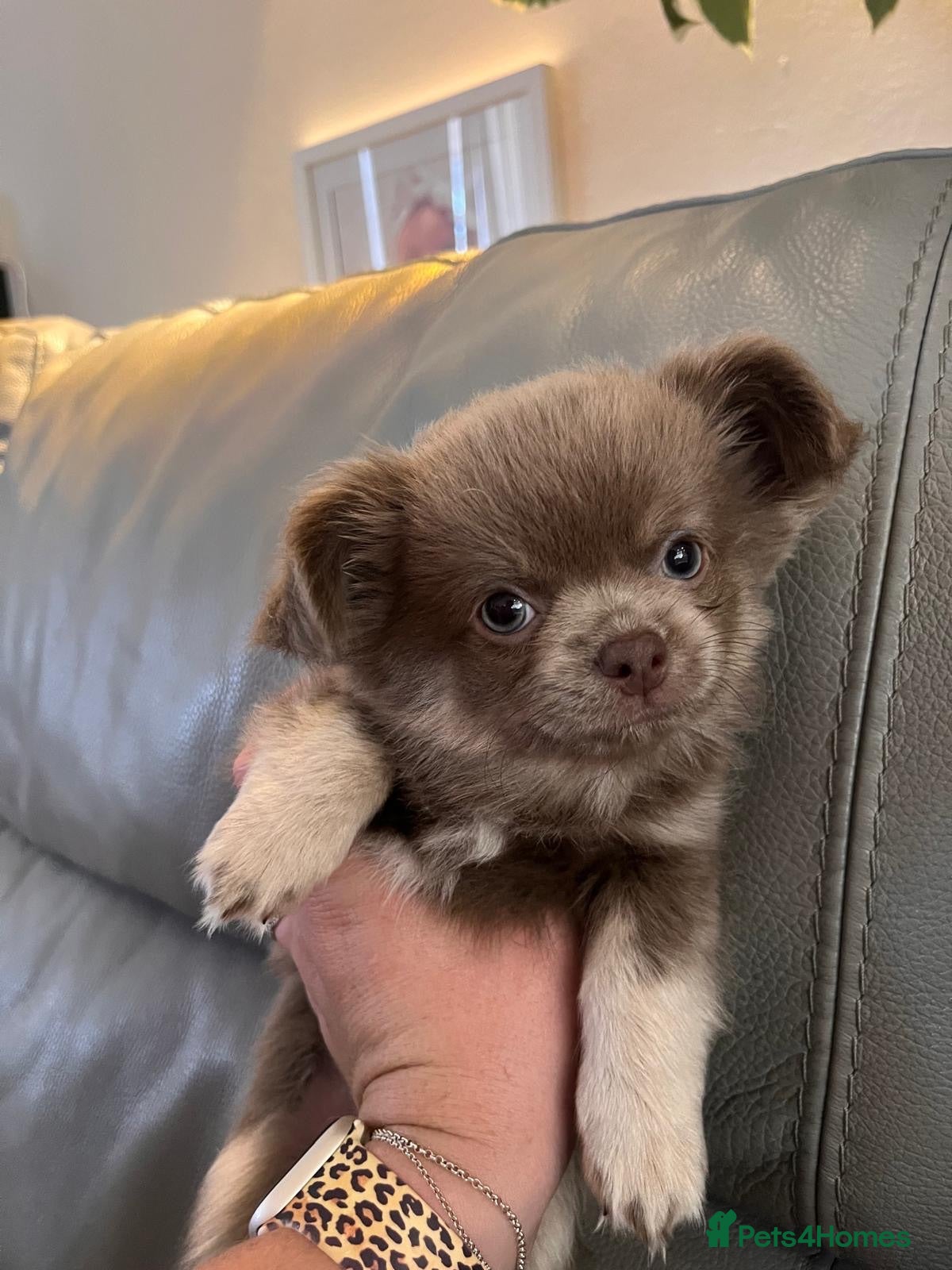 Chihuahua dogs READY NOW - Long coat chihuahua puppies - Advert 1