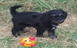 American Cocker Spaniel dogs for sale: SIX SNUGGLE MUFFINS AMERICAN COCKER, TOY POODLE - Image 12