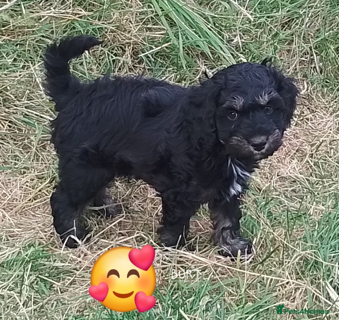 American Cocker Spaniel dogs for sale: SIX SNUGGLE MUFFINS AMERICAN COCKER, TOY POODLE - Image 12