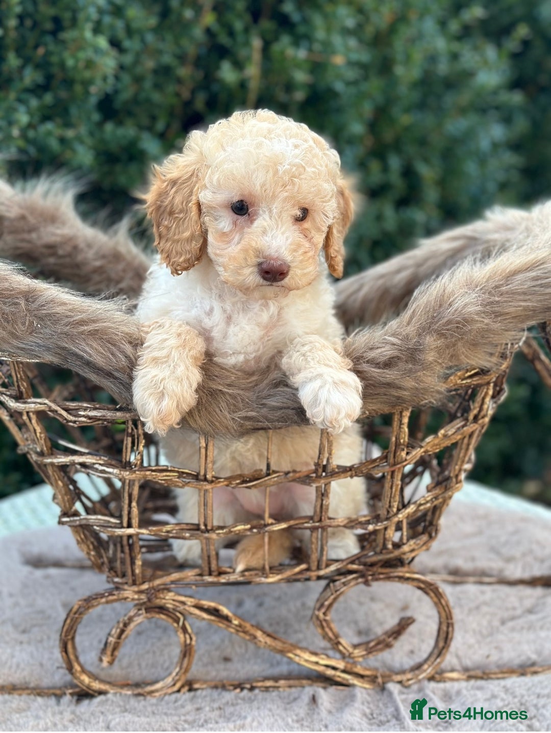 Miniature Poodle dogs for sale: Stunning miniature poodle  - Advert 1