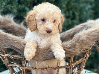 Miniature Poodle dogs Stunning miniature poodle - Advert 1