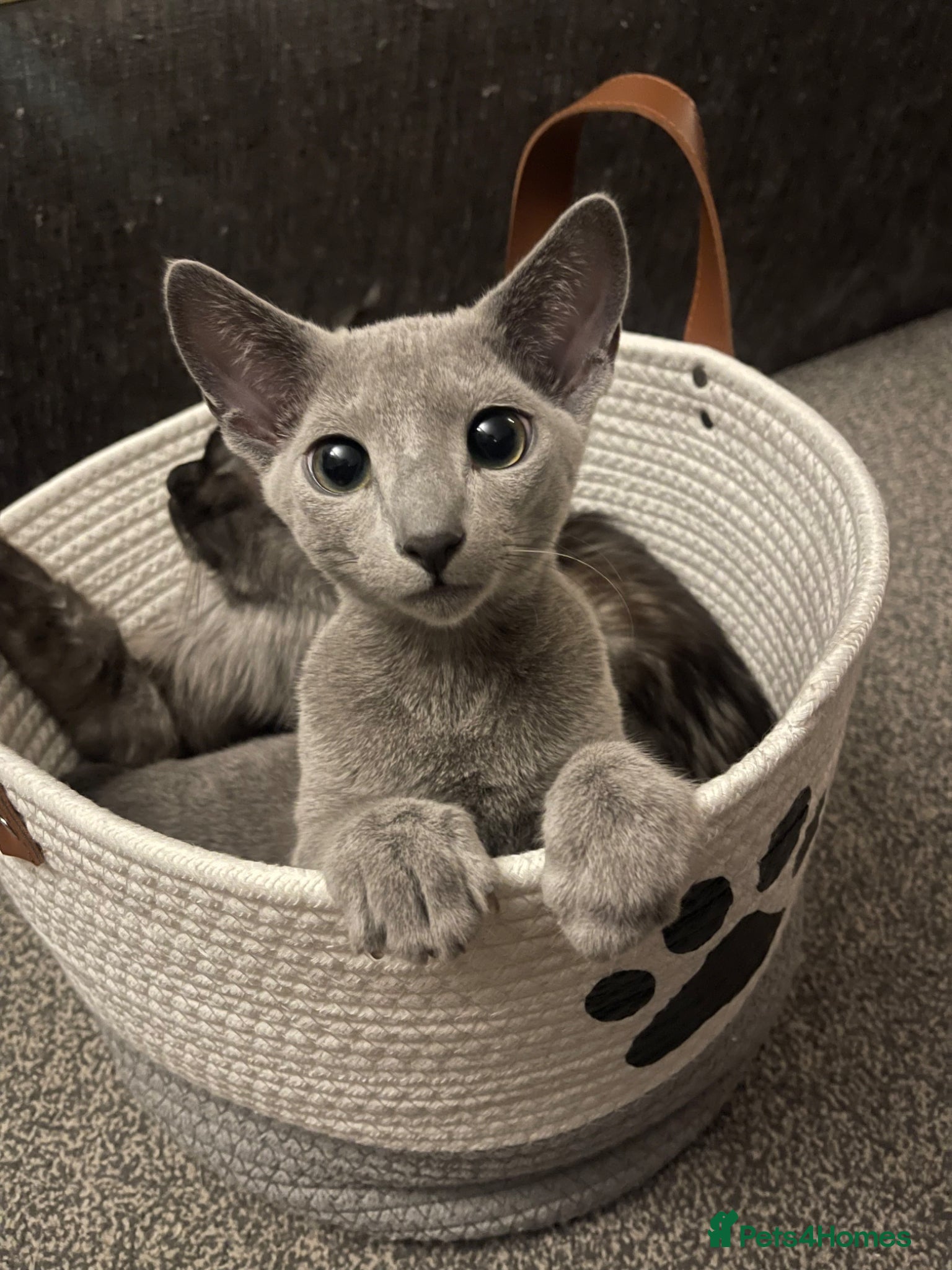 Russian Blue cats for sale: Russian blue kitten - Advert 2