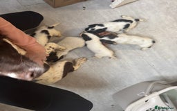 English Springer Spaniel dogs for sale: Beautiful springer spaniel puppies  - Image 9