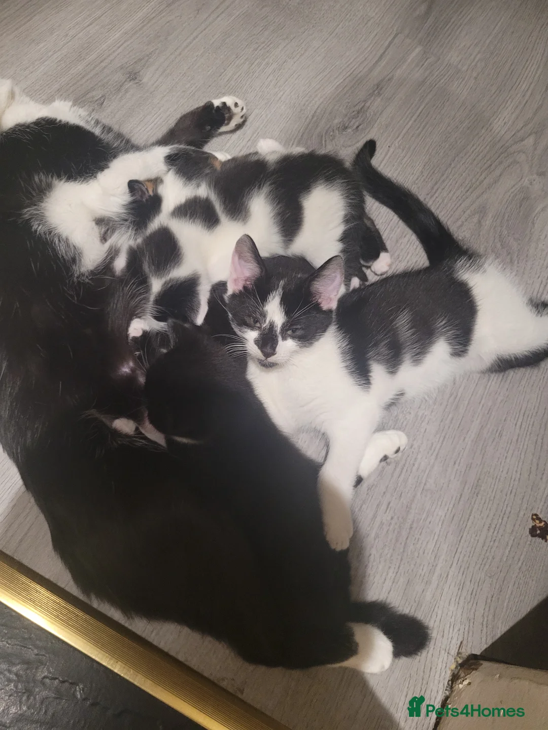 British Shorthair cats for sale: 3 male kittens for sale - Advert 5