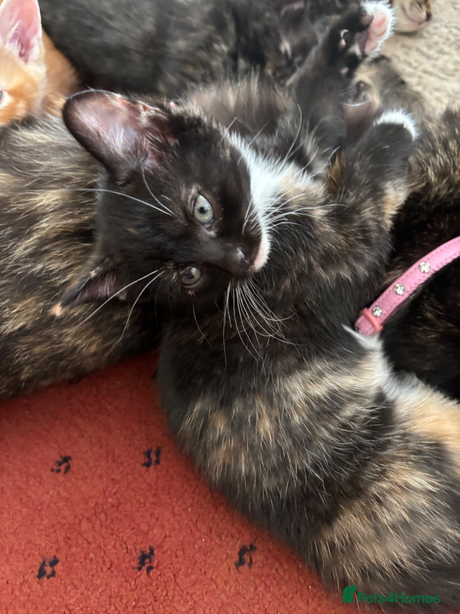 Mixed Breed cats Beautiful Tortoiseshell & ginger kittens  - Advert 9