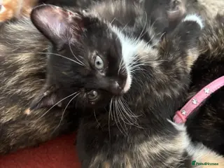 Mixed Breed cats Beautiful Tortoiseshell & ginger kittens - Advert 9