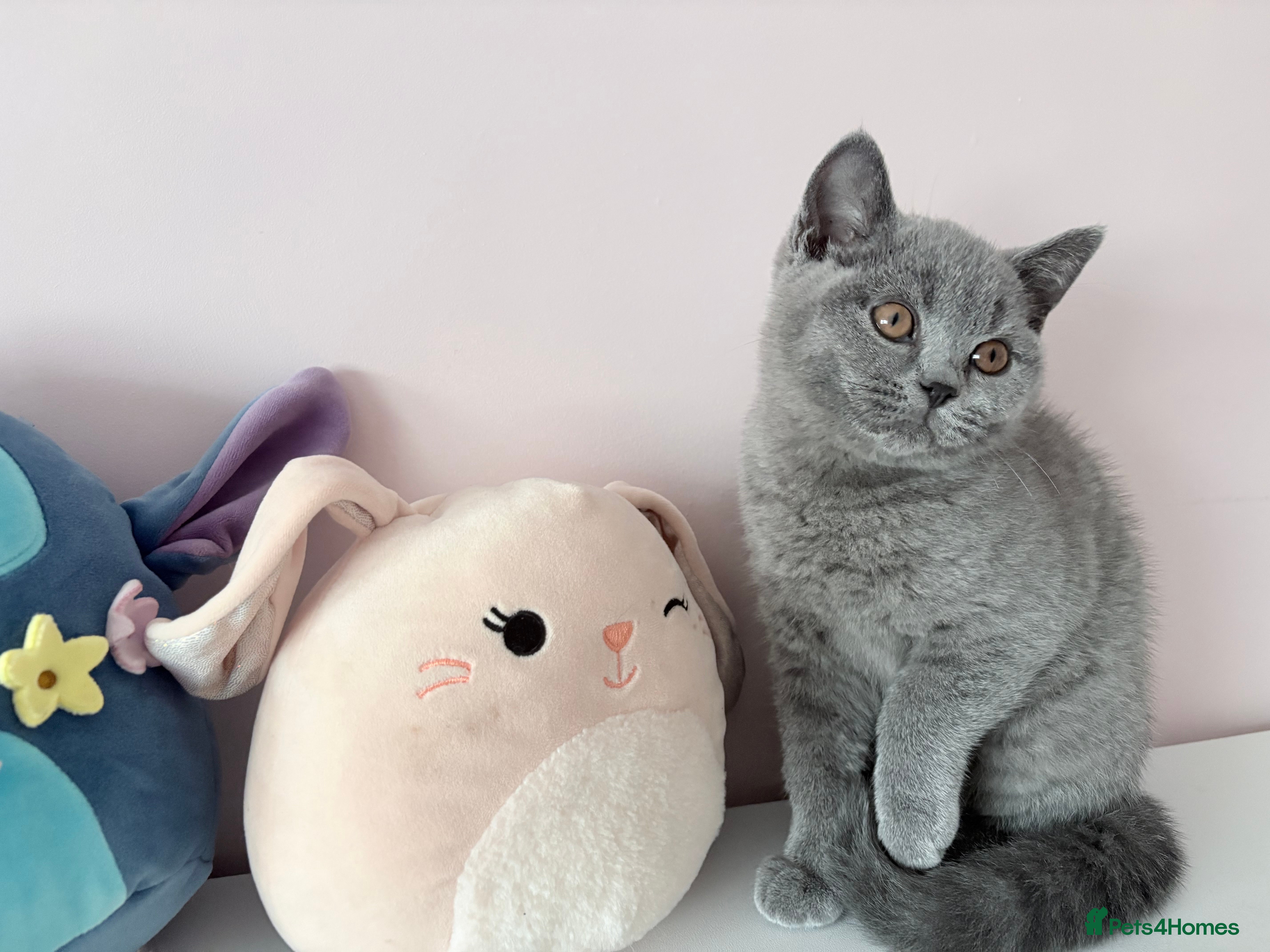 British Shorthair cats LAST ONE BLUE GIRL READY NOW🫶 REGISTERED😻  - Advert 16