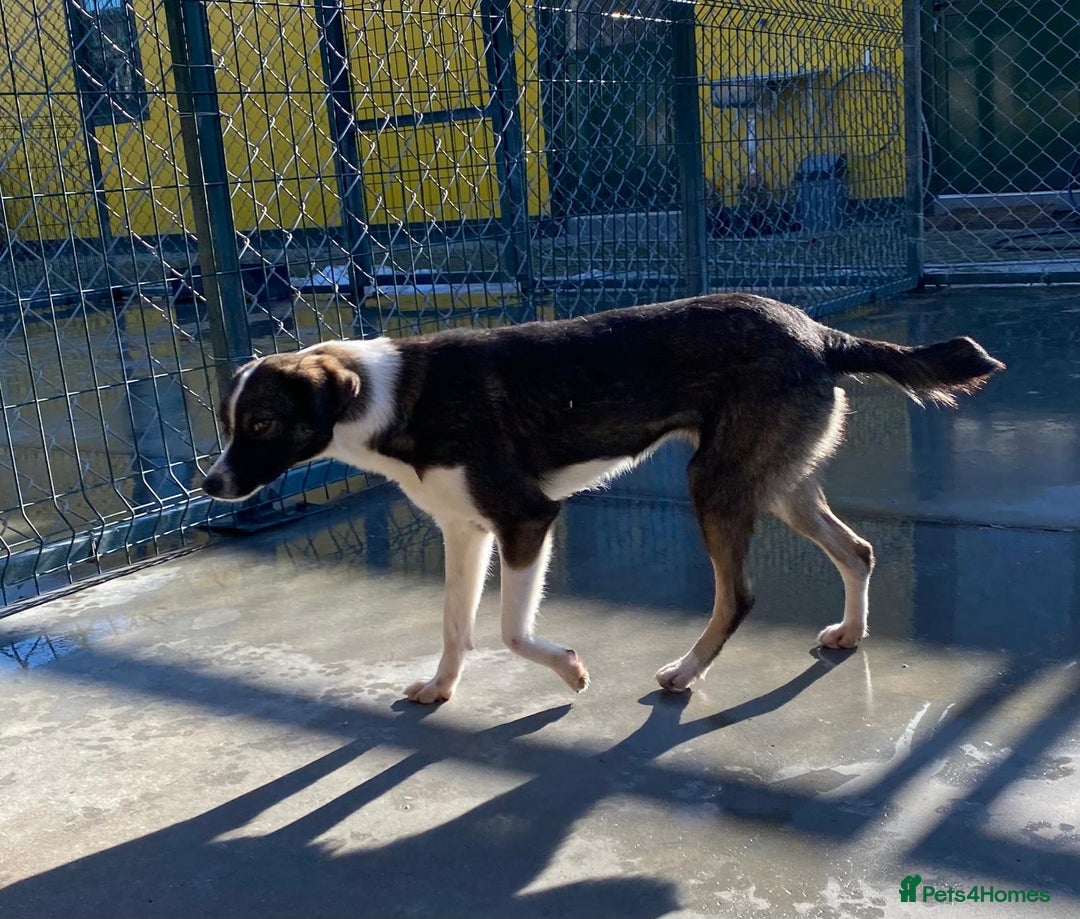 Mixed Breed dogs for adoption: Kaia, 1.5 yrs approx. Available for adoption. - Advert 6