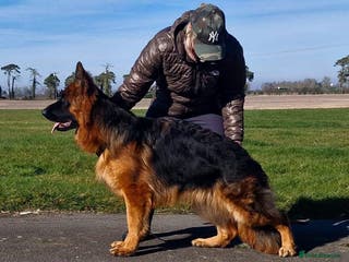 German Shepherd dogs Superb Long Coat Male for sale - Advert 7