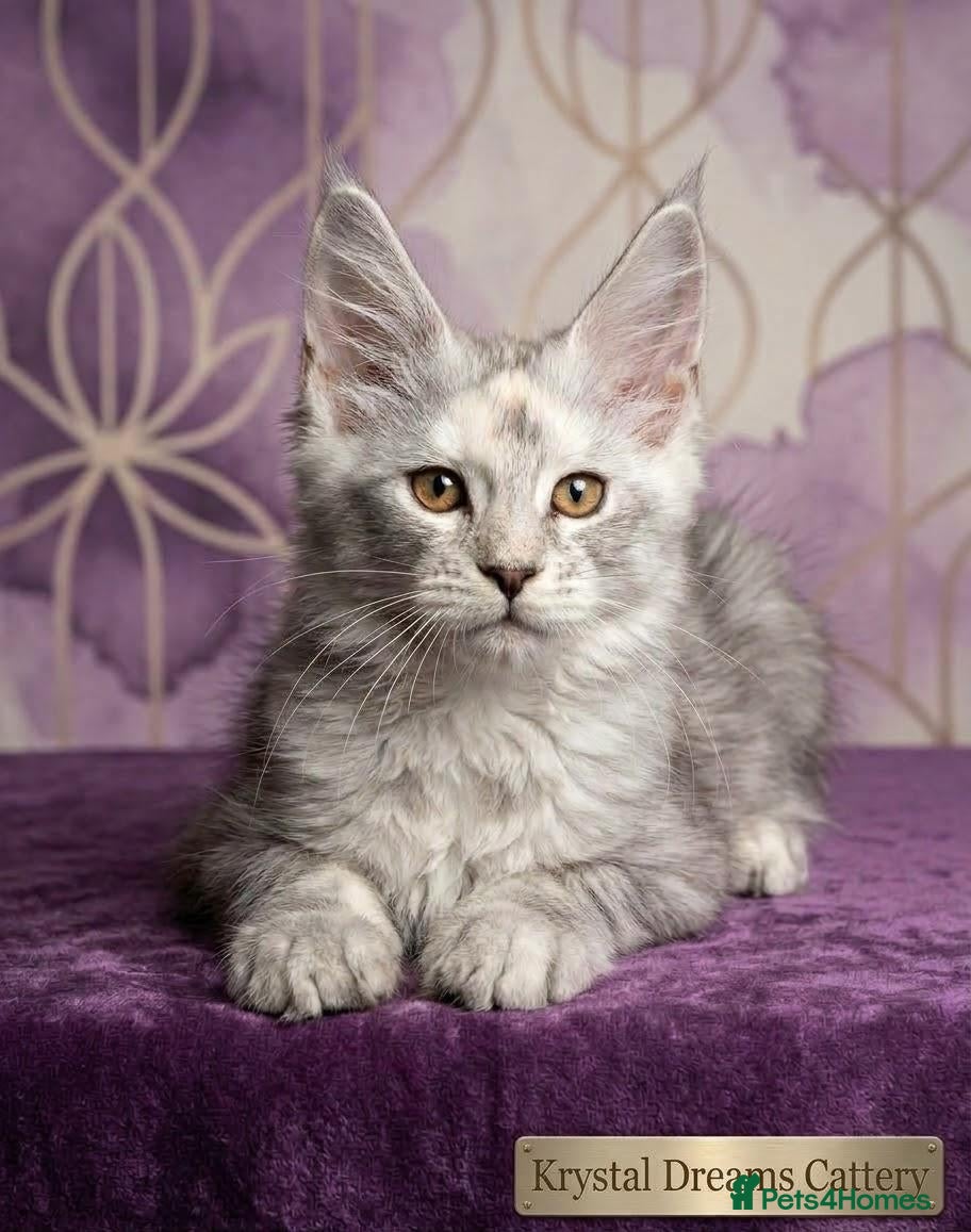 Maine Coon cats Maine Coon Kittens 🌟Tica Registered  - Advert 1