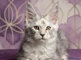 Maine Coon cats Maine Coon Kittens 🌟Tica Registered - Advert 1