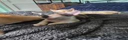Sphynx cats for sale: Sphynx / Devon Rex Mix Kittens Ready Homes - Advert 8