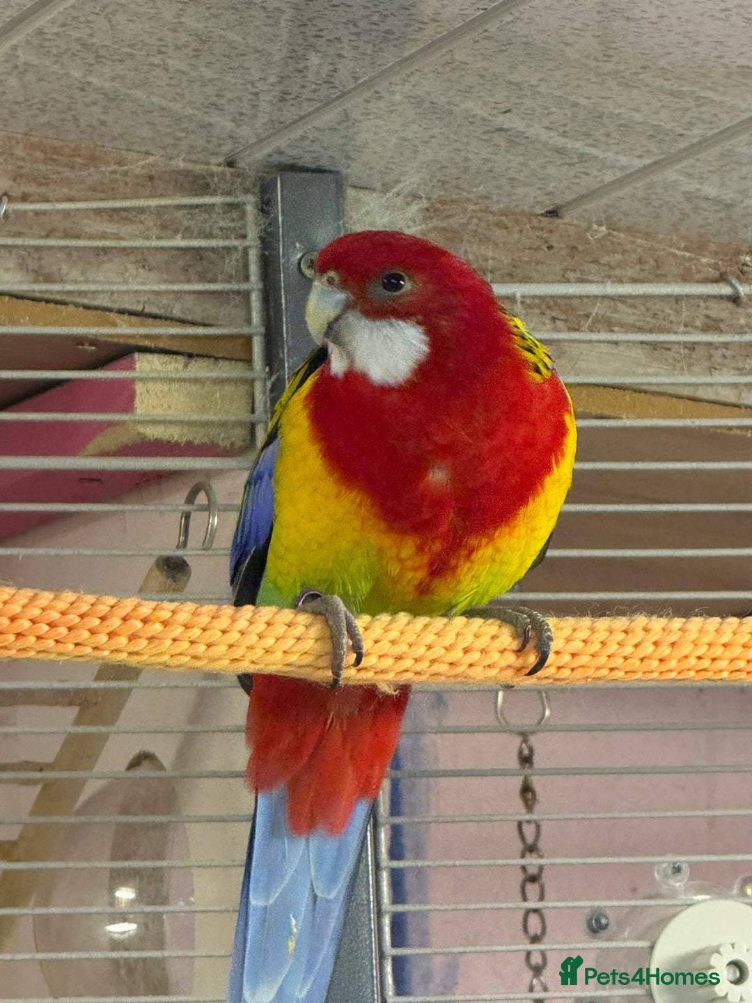 Parakeets birds for sale: Golden mantle rosella’s  - Advert 4