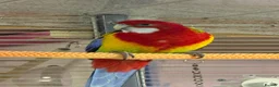 Parakeets birds for sale: Golden mantle rosella’s  - Advert 4