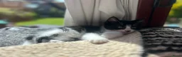 Mixed Breed cats for sale: Friendly playful kittens - Advert 11