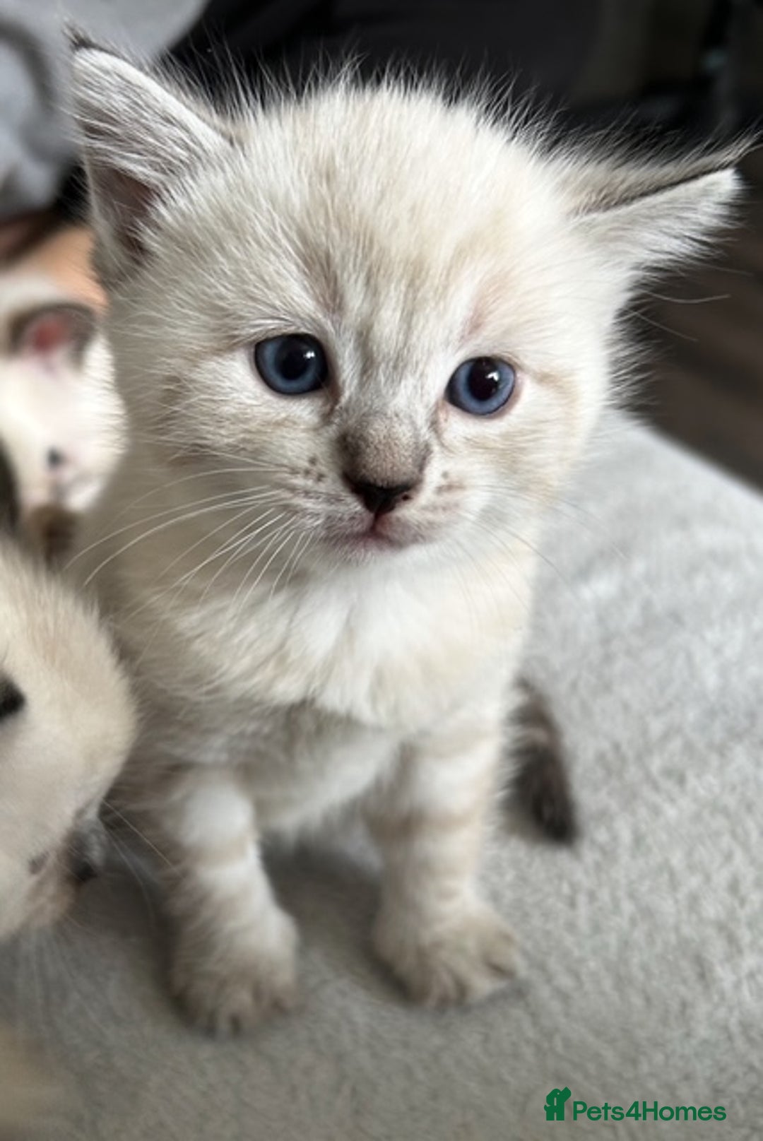 Ragdoll cats for sale: Flame lynx point Ragdoll x kitten Ready to leave - Image 31