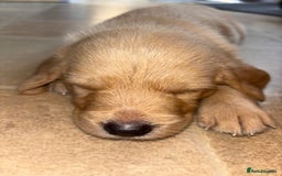 Labradoodle dogs for sale: 2 boys and 2 females - Image 12