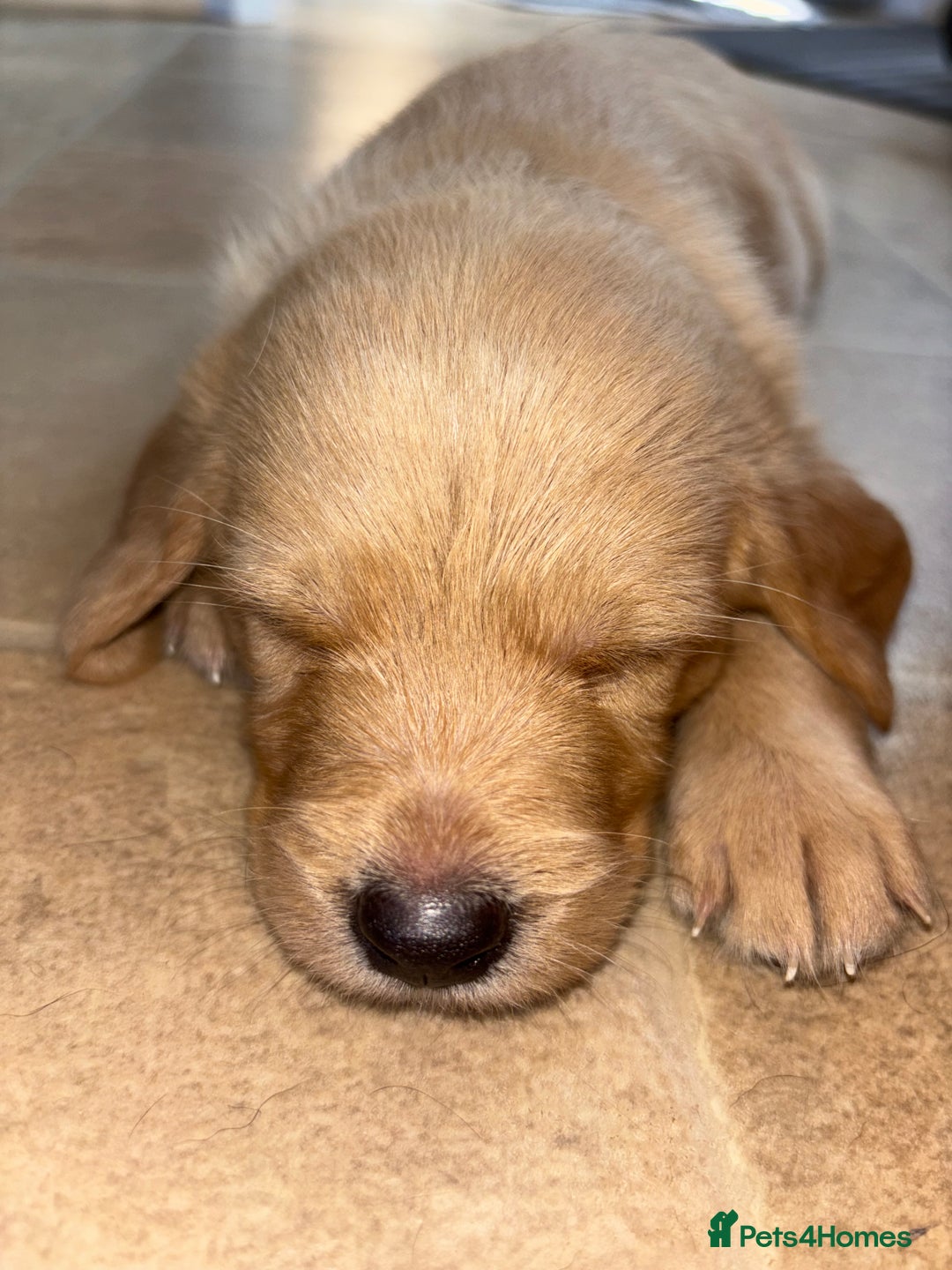 Labradoodle dogs for sale: 2 boys and 2 females - Image 12