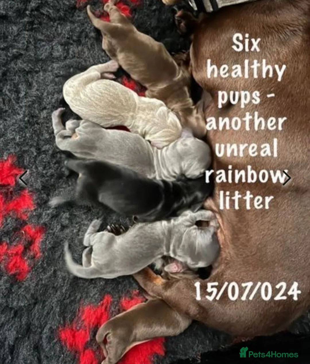 Miniature Dachshund dogs for stud: 🐾HUGO THE BOSS (KC REG & PRA CLEAR) PROVEN STUD🐾 in Manchester - Advert 16