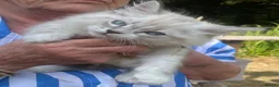 Siberian cats for sale: 3 Adorable Siberian Kittens Available - Advert 1