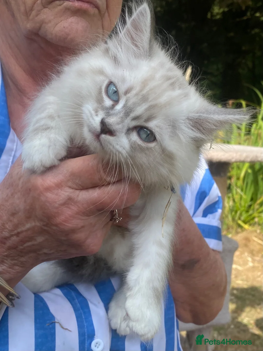 Siberian cats for sale: 3 Adorable Siberian Kittens Available - Advert 1