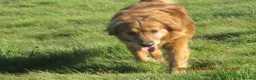 Golden Retriever dogs for sale: golden retriever x breeding queen - Advert 4