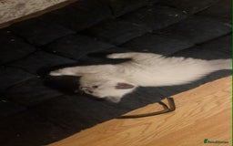 Ragdoll cats for sale: Pure ragdoll kittens ready to leave now ‼️ - Image 4