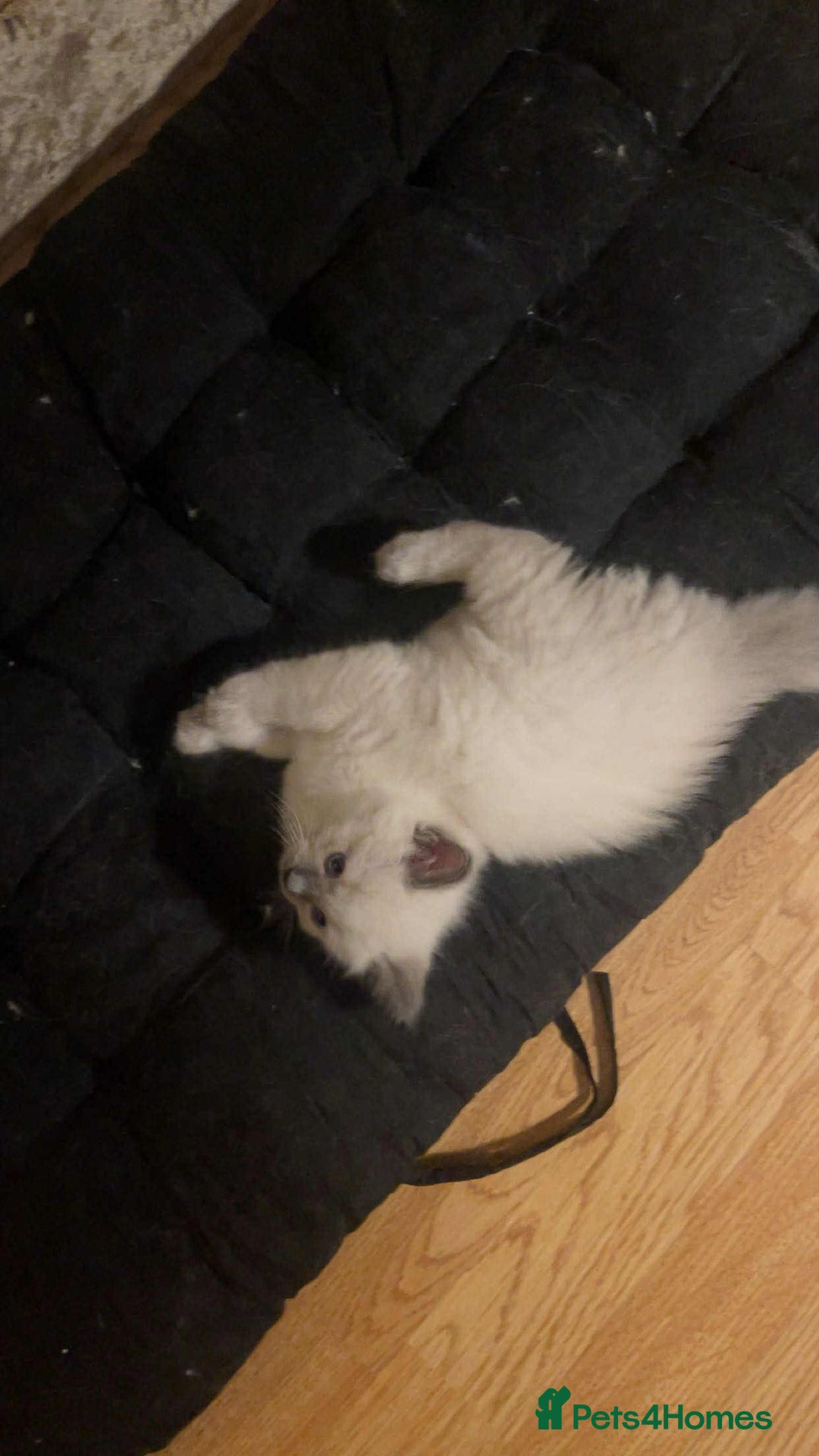 Ragdoll cats for sale: Pure ragdoll kittens ready to leave now ‼️ - Image 4