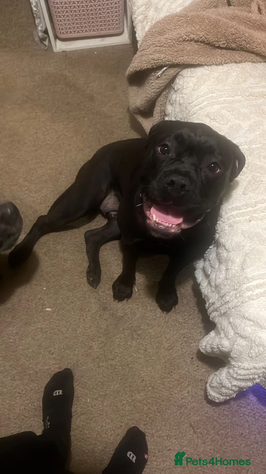 Mixed Breed dogs for sale: Staff x American bulldog puppy’s  in Kettering - Advert 2