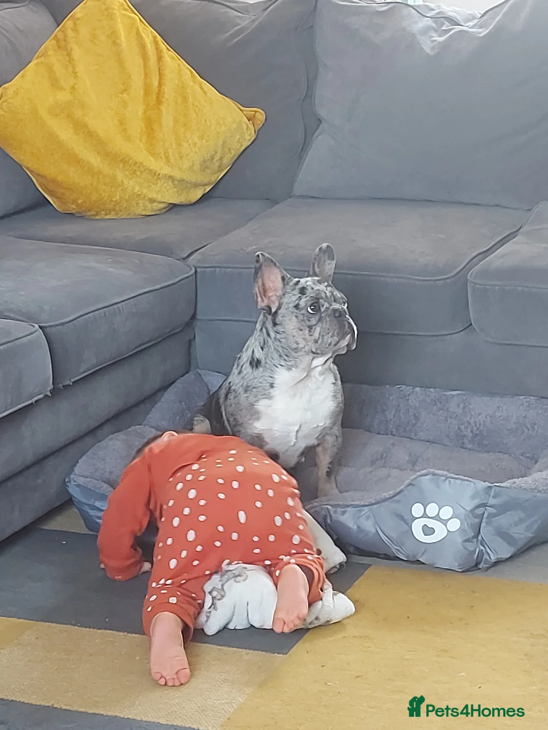 French Bulldog dogs for sale: French bulldog  - Advert 2