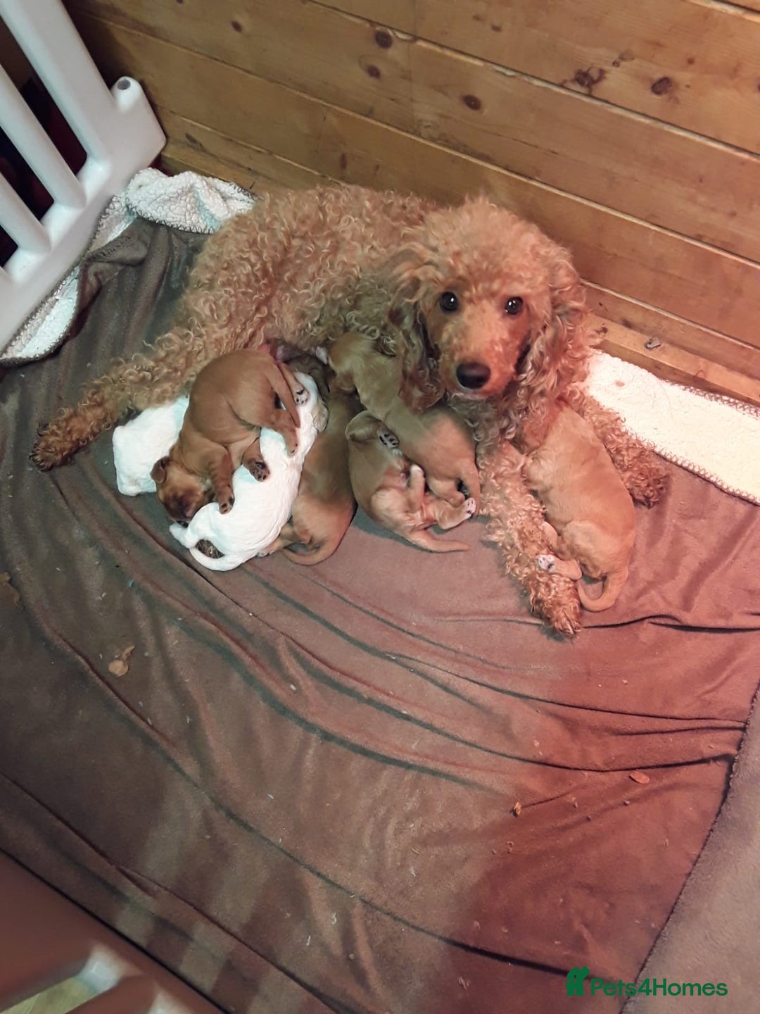 Cavapoo dogs for sale: Outstanding Cavapoo puppies - Advert 4