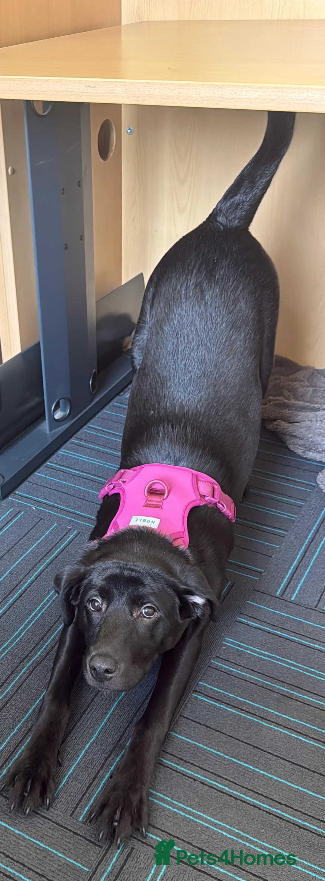 Labrador Retriever dogs for sale: Beautiful female labrador - Advert 4