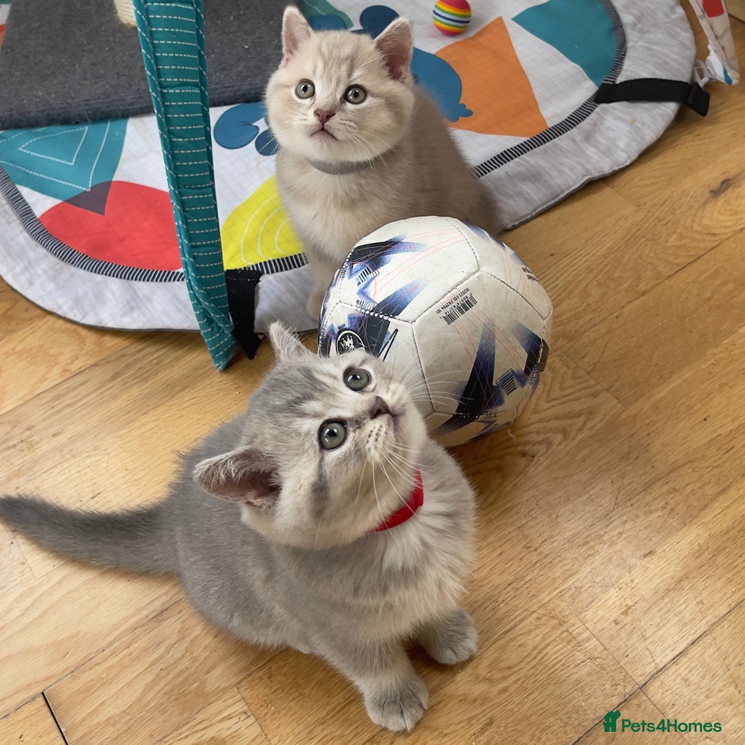 British Shorthair cats for sale: GCCF British Shorthair Kittens– Champion Lines - Image 19