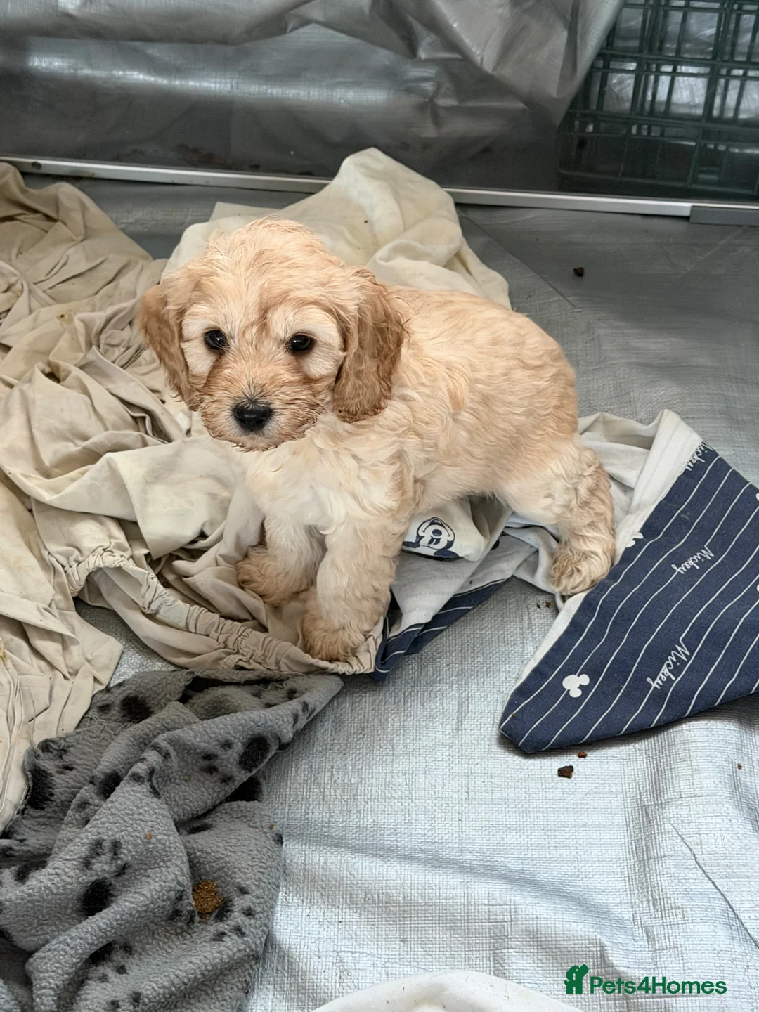 Cockapoo dogs for sale: Cockerpoo puppies - Advert 1