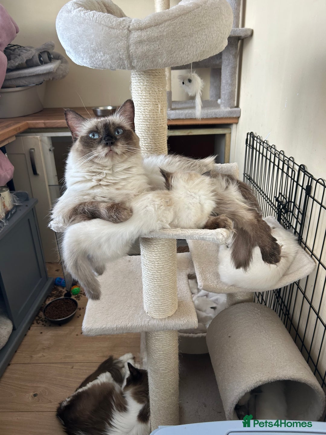 Ragdoll cats for sale: Ragdoll kittens - Image 10
