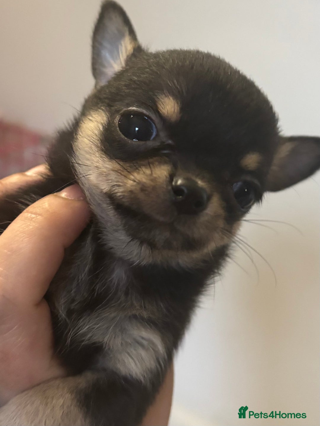 Chihuahua dogs for sale: Lovely chihuahua pups - Advert 4