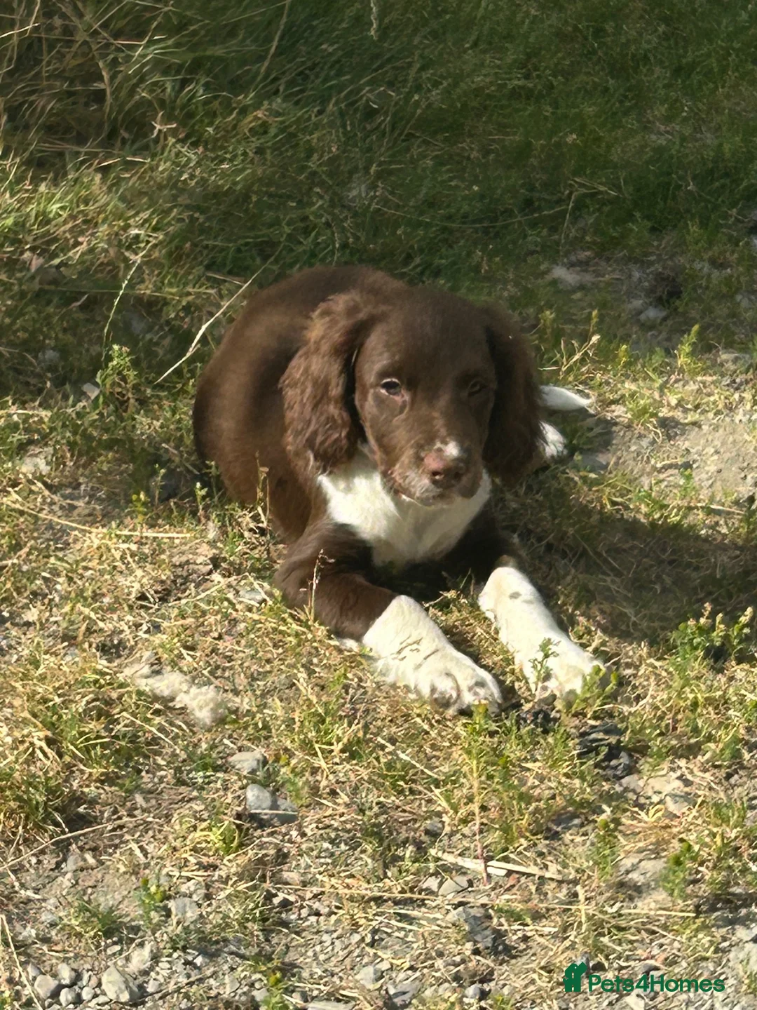 Sprollie dogs for sale: Gorgeous Sprollie puppies - Advert 24
