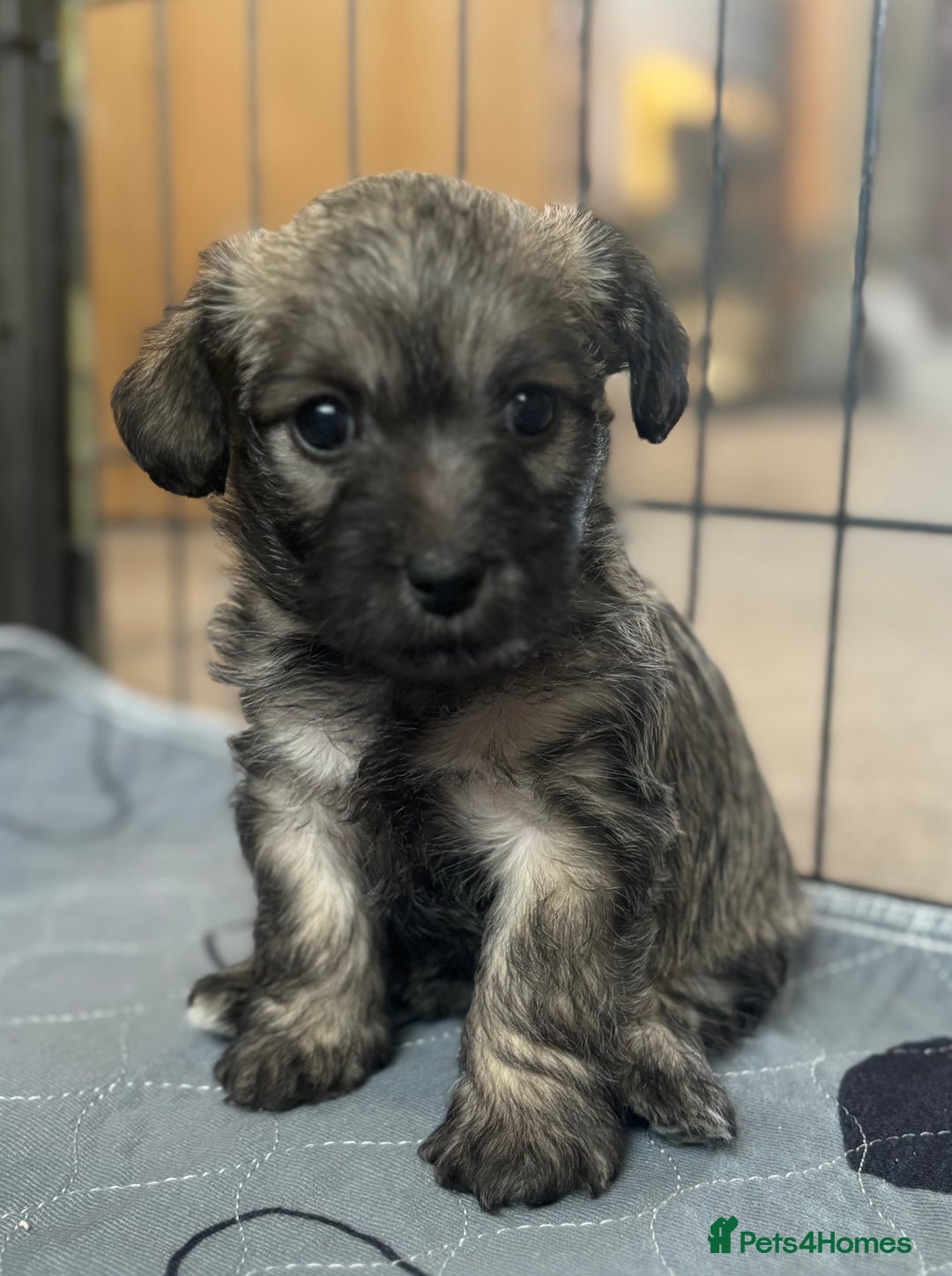 Mixed Breed dogs for sale: Westiepoo puppies - Advert 13