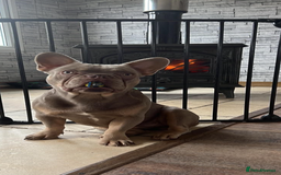 French Bulldog dogs for stud: Frenchie stud  - Image 3