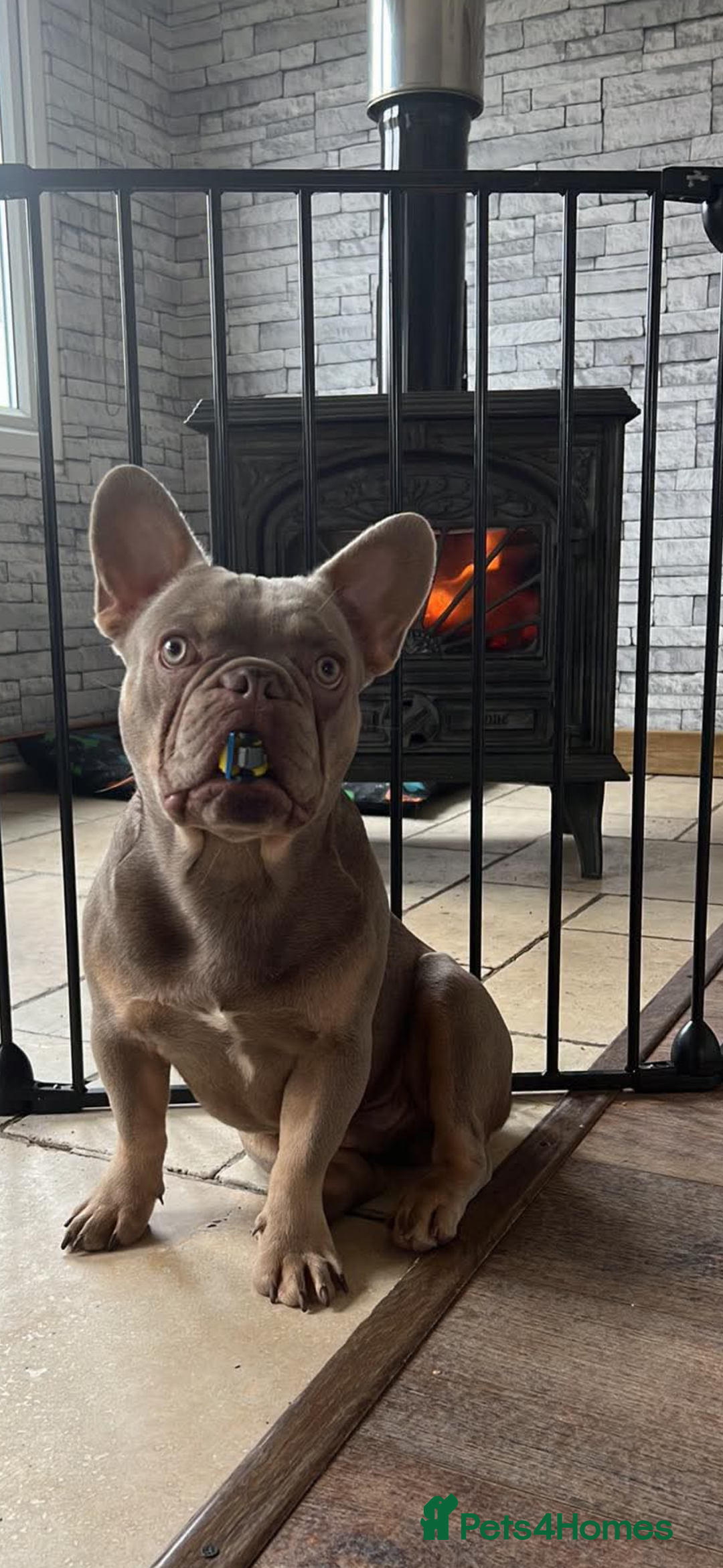 French Bulldog dogs for stud: Frenchie stud  - Image 3