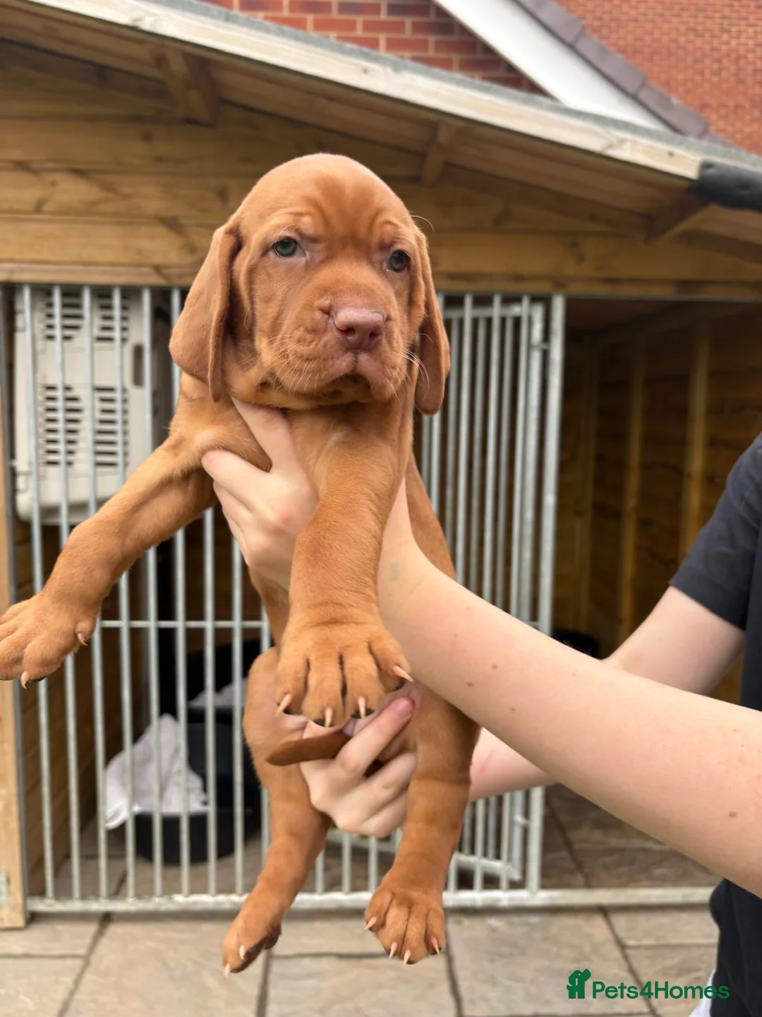 Hungarian Vizsla dogs for stud: Proven Hungarian Vizsla Stud--Imported Bloodlines - Advert 6